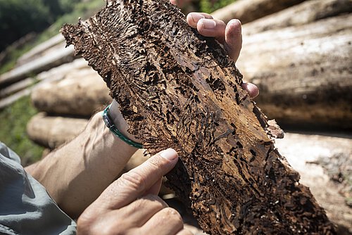 Die Wälder im Harz leiden unter dem Borkenkäferer. Foto: Niedersächsische Landesforsten