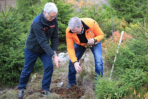 Zwei Männer pflanzen gemeinsam einen Baumsetzling im Wald.