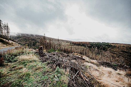 Der Harz hat sich in den letzten Jahren stark verändert. Kahle Flächen und tote Bäume prägen das Bild.
