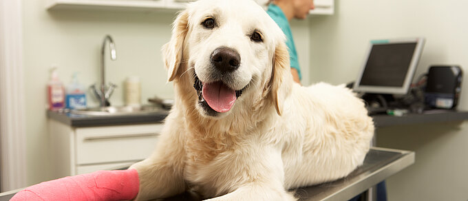 Auf dem Bild sieht man einen Labrador, der in die Kamera schaut. Er liegt auf einem Patiententisch in einer Tierarztpraxis und sein rechtes Vorderbein ist mit einem rotem Gips verbunden.