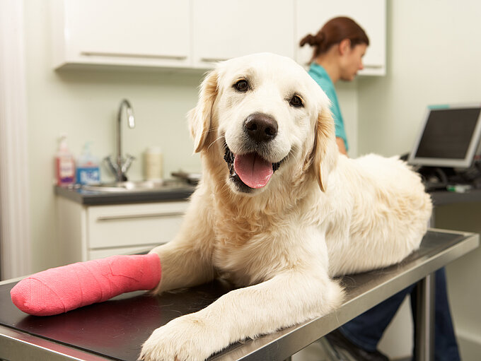 Auf dem Bild sieht man einen Labrador, der in die Kamera schaut. Er liegt auf einem Patiententisch in einer Tierarztpraxis und sein rechtes Vorderbein ist mit einem rotem Gips verbunden.
