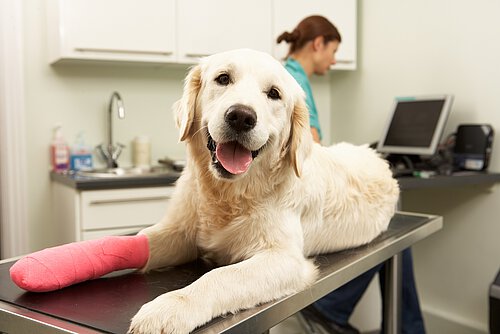 Wenn Ihr Hund sich verletzt, kann das teuer werden. Sorgen Sie mit einer Hundeversicherung vor. (c) ADOBE STOCK / MONKEY BUSINESS