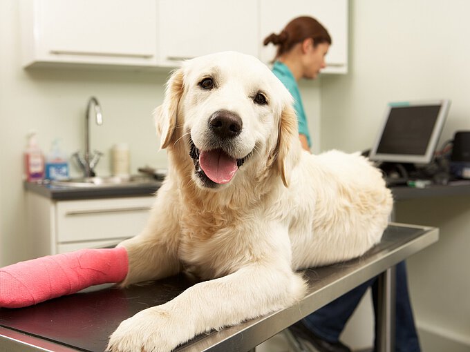 Wenn Ihr Hund sich verletzt, kann das teuer werden. Sorgen Sie mit einer Hundeversicherung vor. (c) ADOBE STOCK / MONKEY BUSINESS