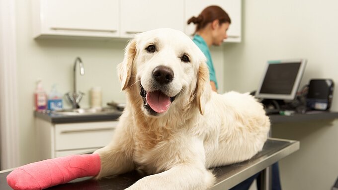 Wenn Ihr Hund sich verletzt, kann das teuer werden. Sorgen Sie mit einer Hundeversicherung vor. (c) ADOBE STOCK / MONKEY BUSINESS