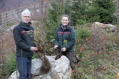 Zwei Personen pflanzen junge Bäume in einem Waldgebiet, umgeben von Fichten und Herbstlaub.