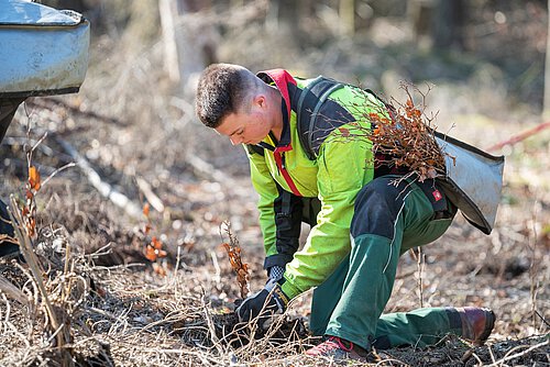 Ausgewähltes Saatgut wächst in Baumschulen heran. bis die Sprösslinge verpflanzt werden. Fotos: Niedersächsische Landesforsten/Ahrendhold/Böhl