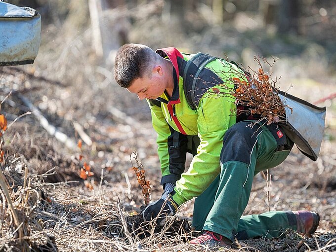 Ausgewähltes Saatgut wächst in Baumschulen heran. bis die Sprösslinge verpflanzt werden. Fotos: Niedersächsische Landesforsten/Ahrendhold/Böhl